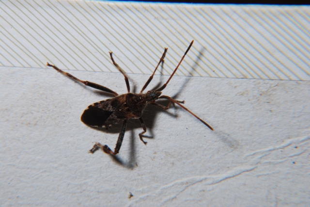 Sconosciuto (sino al 2000): Leptoglossus occidentalis